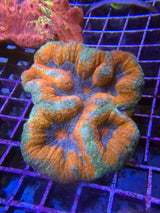 Orange and teal symphyllia