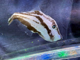 Leatherjacket filefish