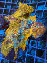 Four color Ultra Chalice large WYSIWYG