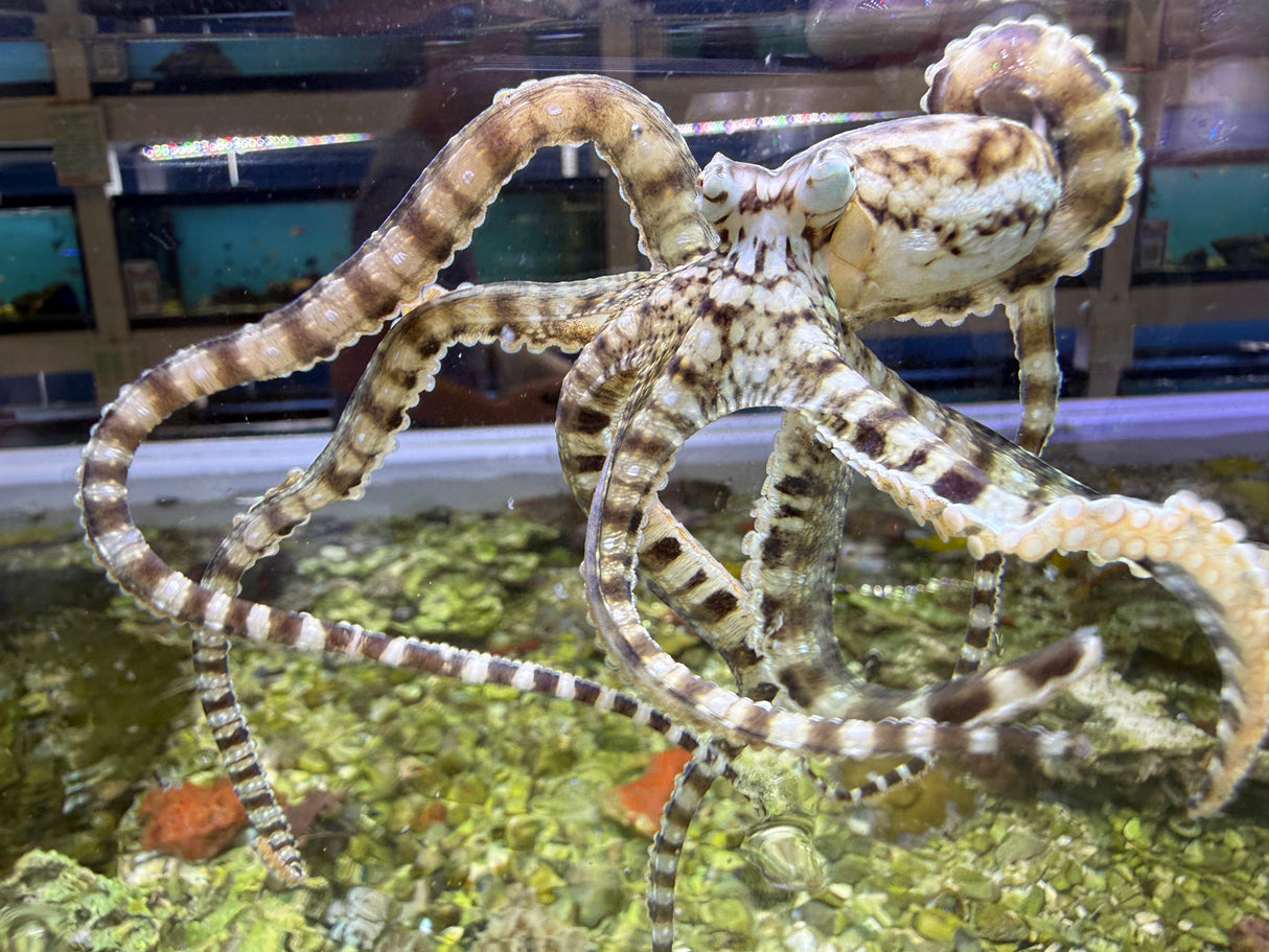Mimic octopus