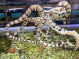 Mimic octopus