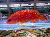 Miniatus Grouper