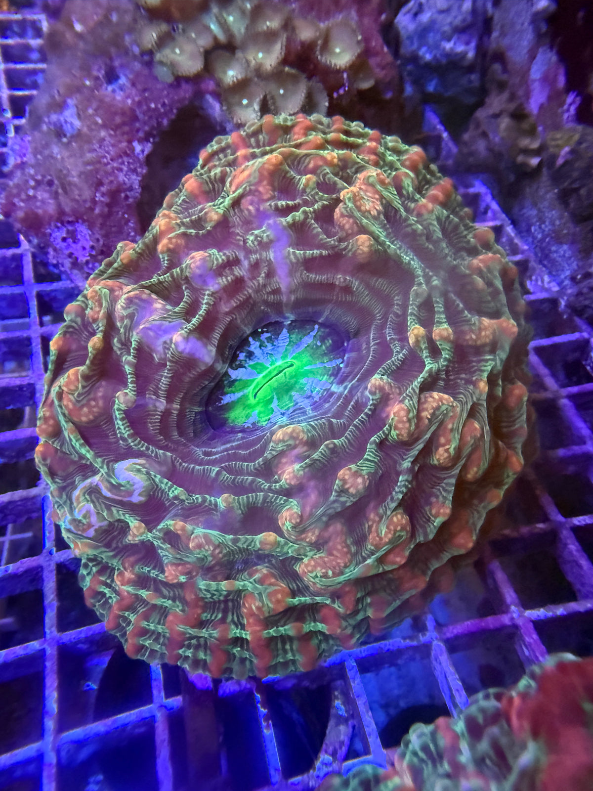 Ultra indophyllia WYSIWYG