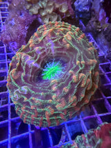Ultra indophyllia WYSIWYG