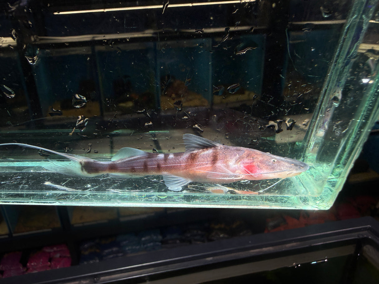 Tigrinus Catfish
