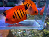 Flame angelfish
