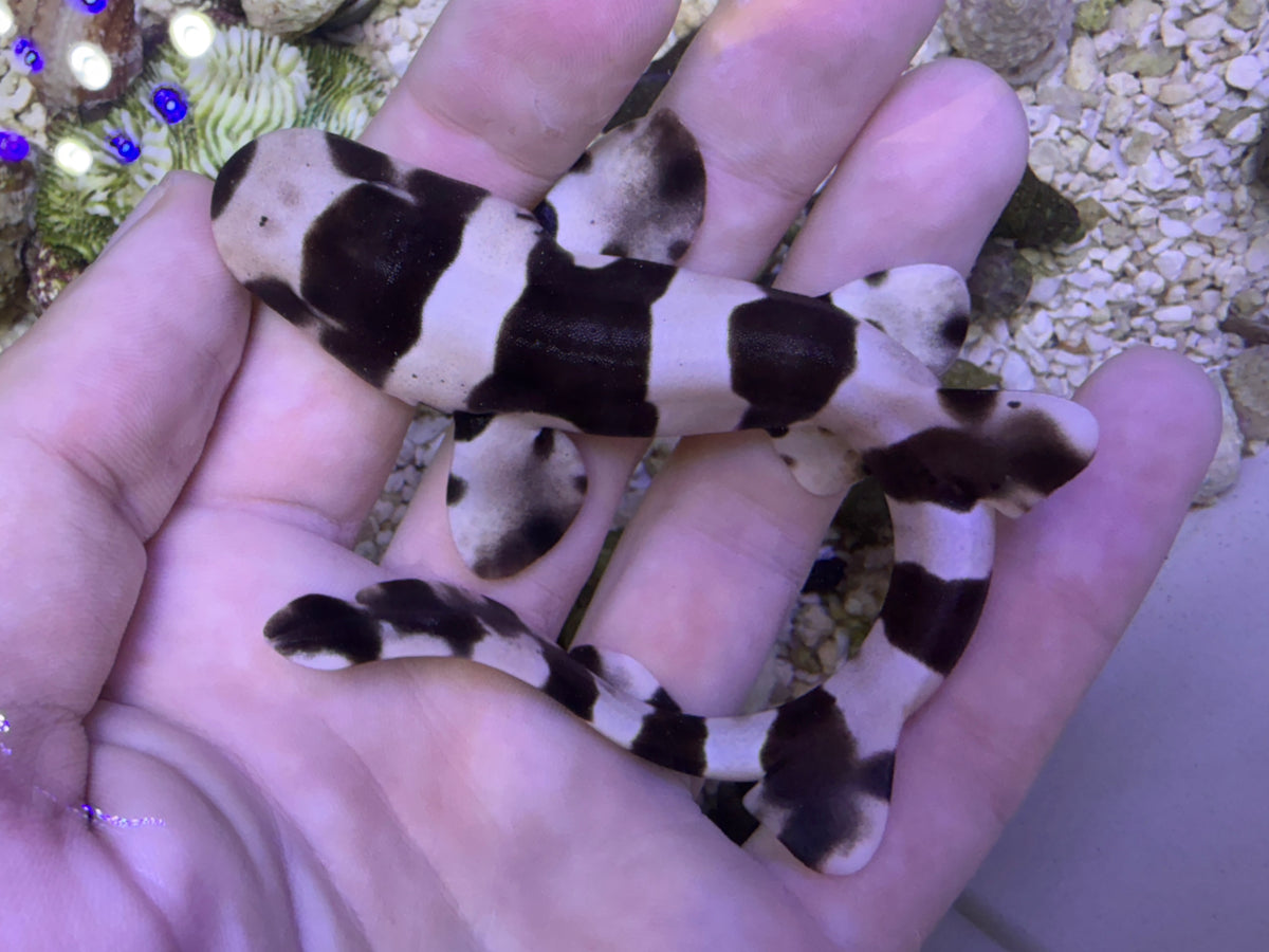 Banded bamboo cat shark med 10- 14in