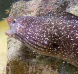 Spotted moringa moray eel