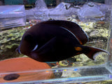 Achilles Tang
