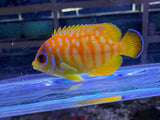 RARE Leopyge lemonpeel hybrid angelfish #6
