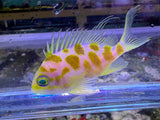 Borbonius anthias