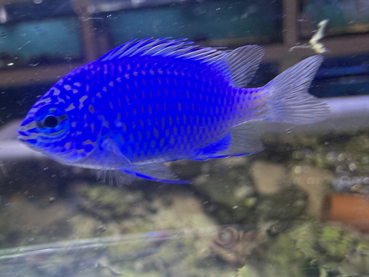 Springer Damsel Fish