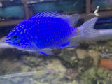Springer Damsel Fish