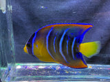 Juvenile queen angelfish