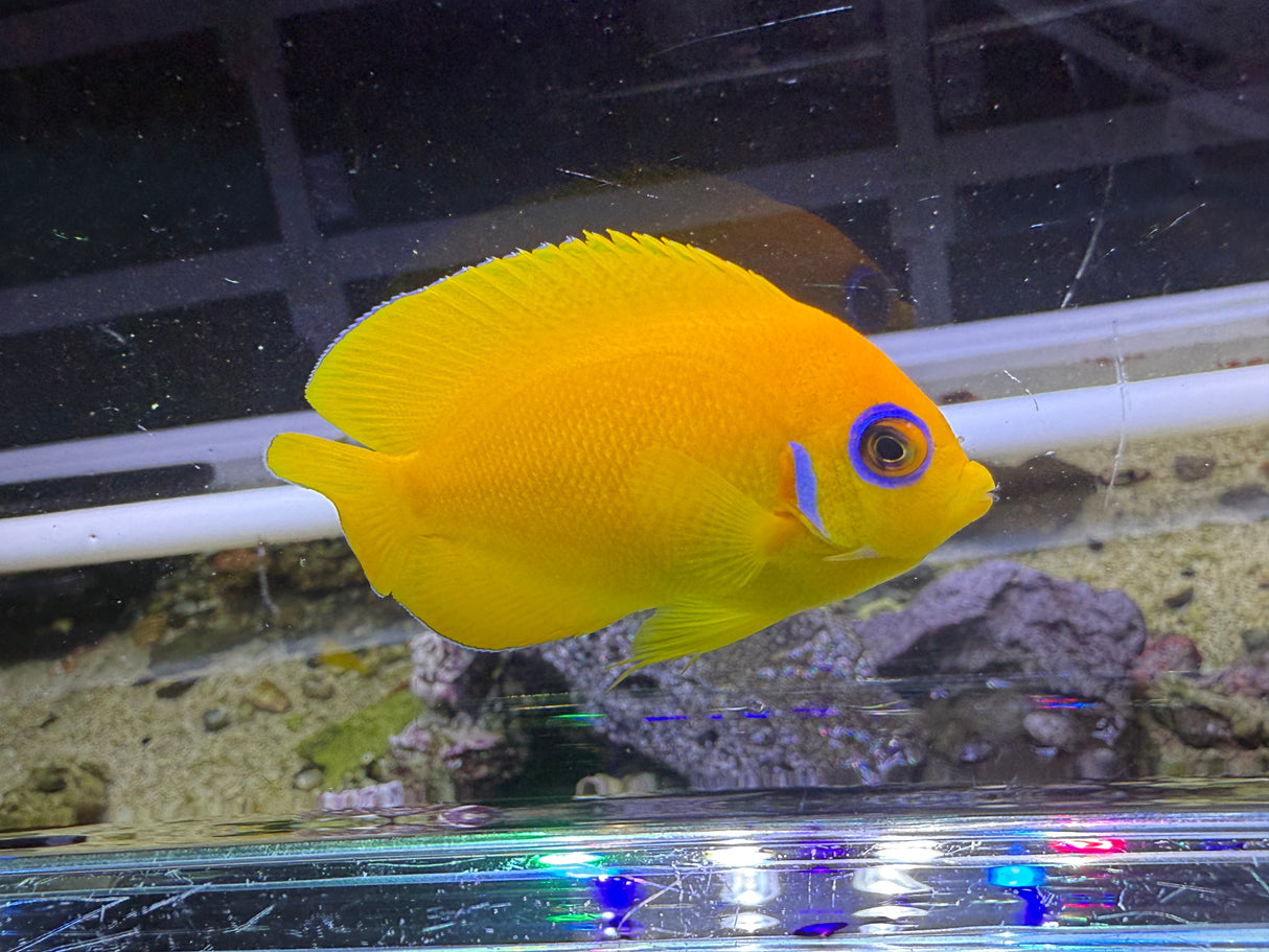 Lemonpeel angelfish