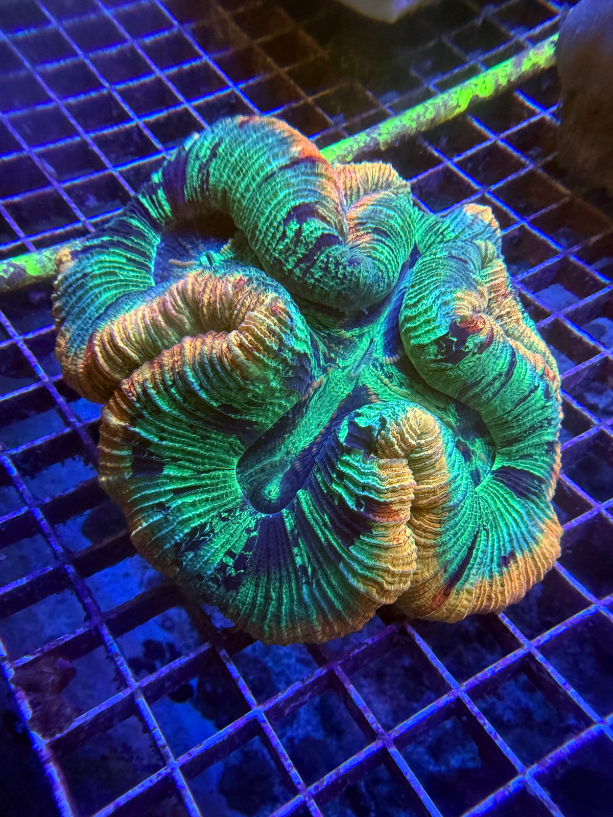 Green and orange Ultra trachy