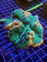 Green and orange Ultra trachy