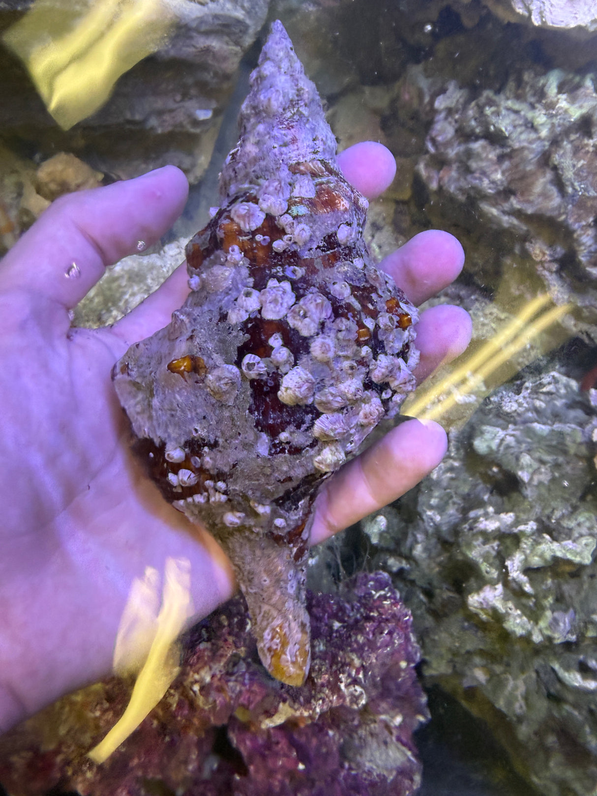XLG Florida Horse Conch