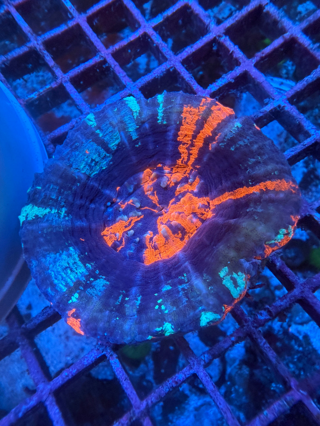 War Paint Scoly WYSIWYG