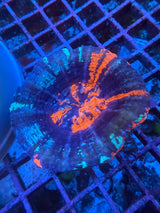 War Paint Scoly WYSIWYG