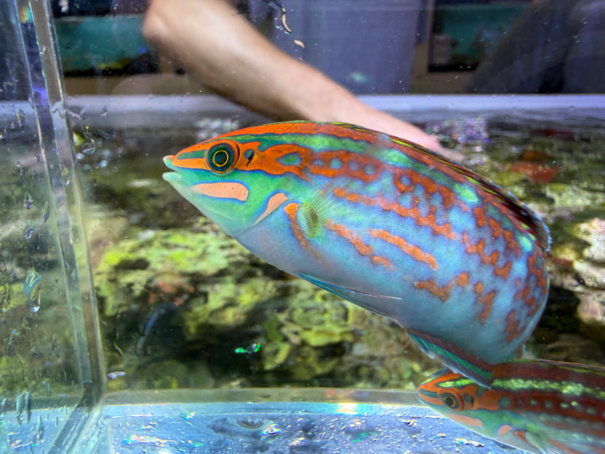 Christmas wrasse