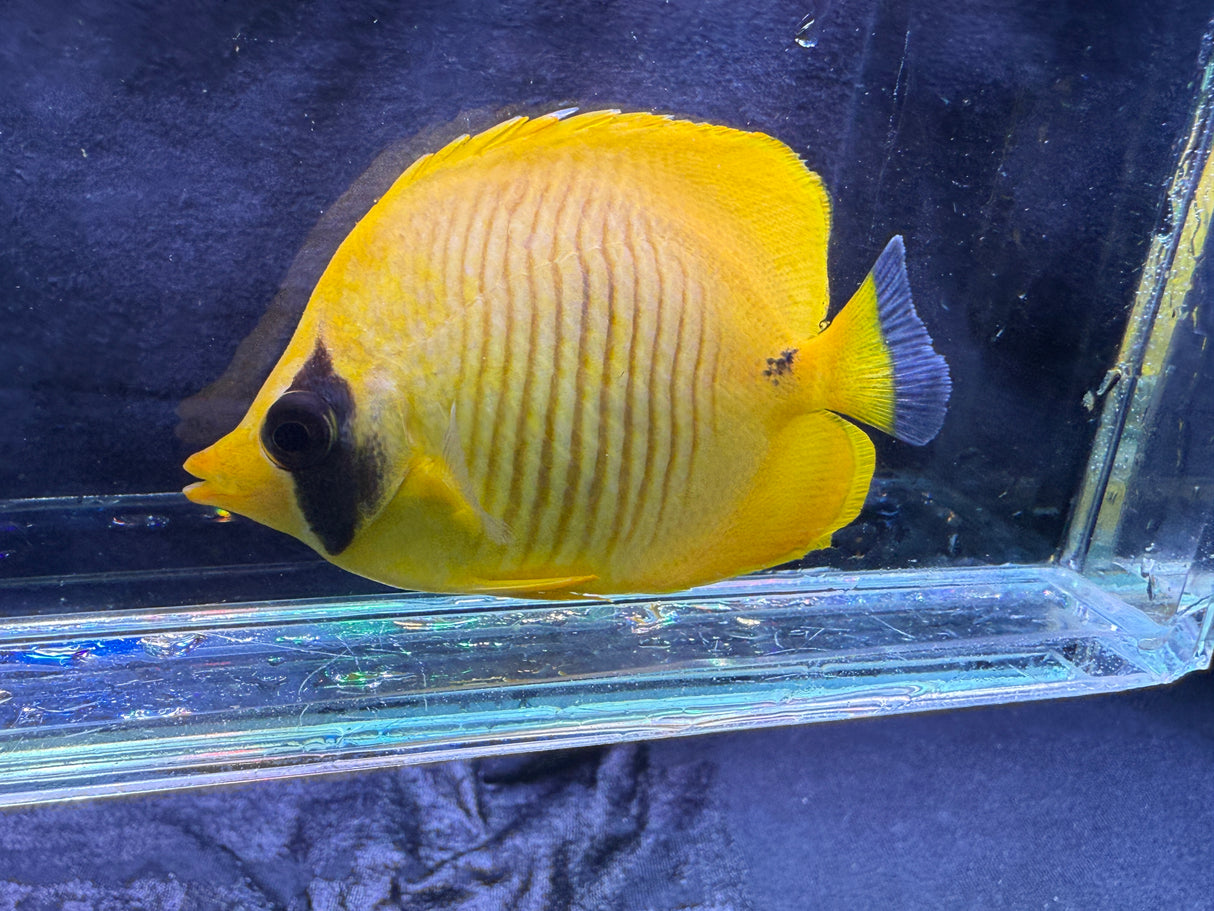 Semilarvatus Butterflyfish