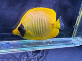 Semilarvatus Butterflyfish