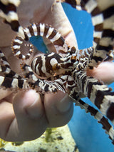Mimic Octopus