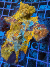 Four color Ultra Chalice large WYSIWYG