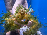 Caulerpa covered Decorator crab