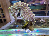 Atlantic Sea Horse