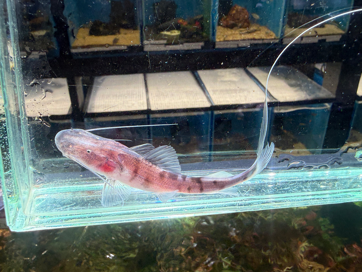 Tigrinus Catfish