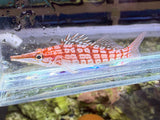 Longnose Hawkfish