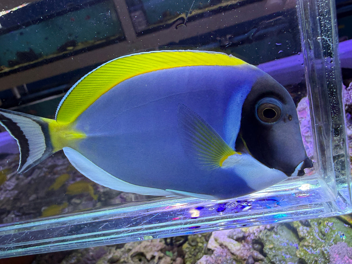 Powder blue tang