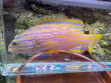 Polleni Grouper