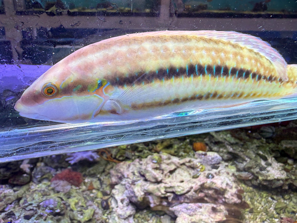 Slippery Dick wrasse