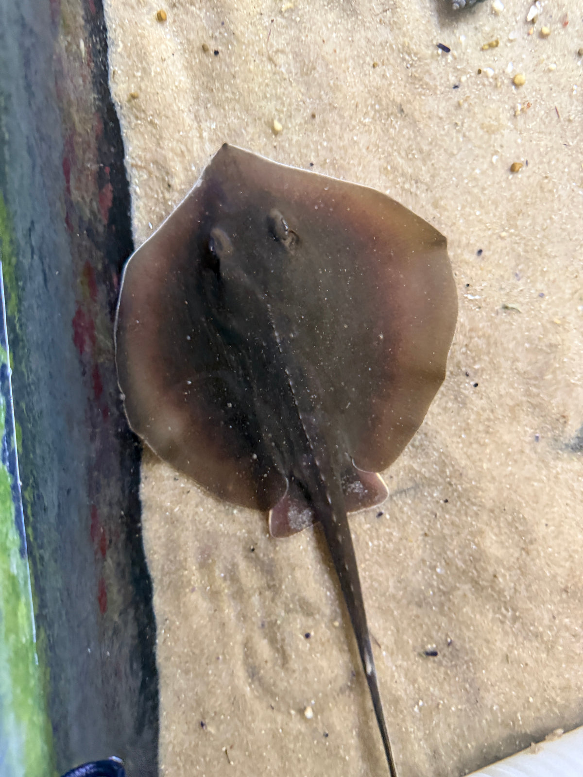 Atlantic stingray