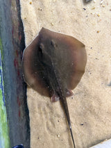 Atlantic stingray