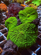 Green Rhodactis mushroom