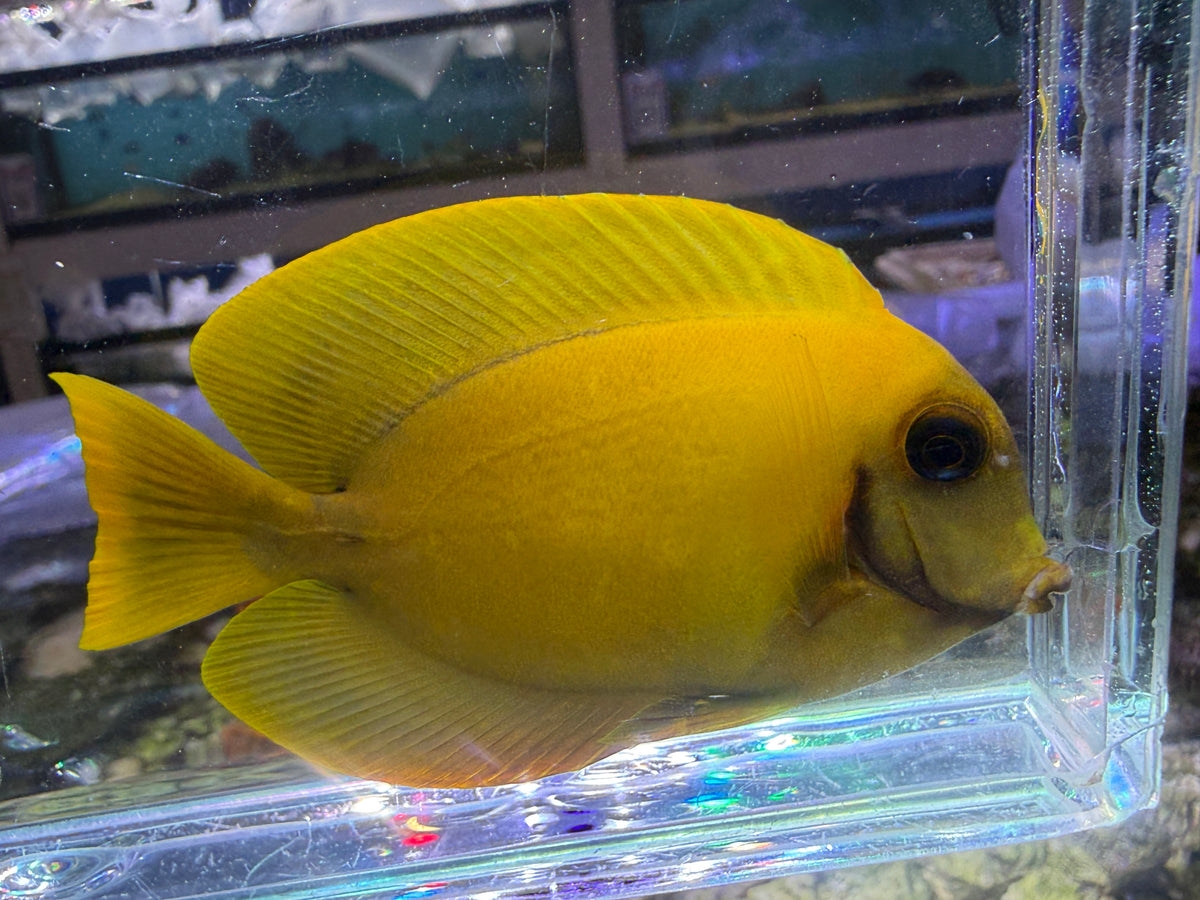 Chocolate Tang