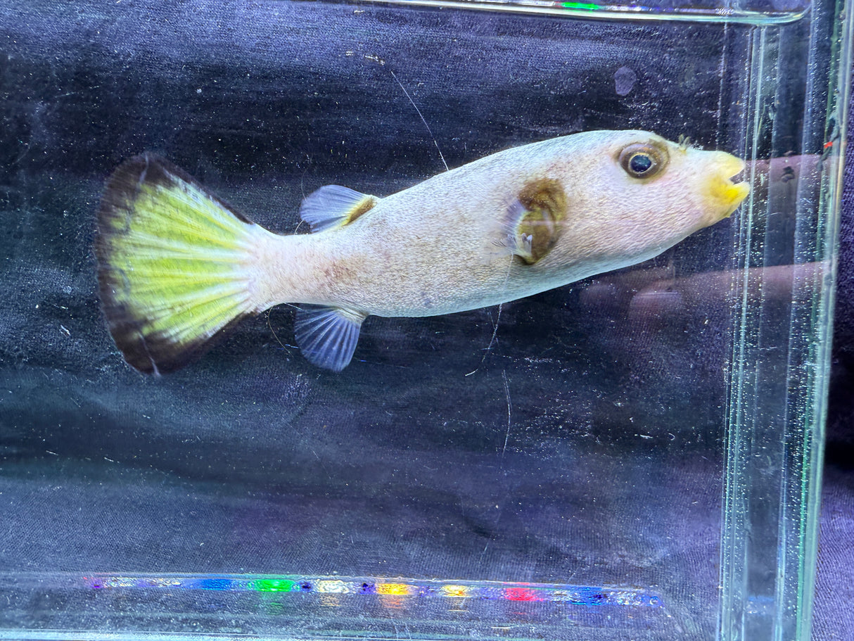 Immaculate pufferfish