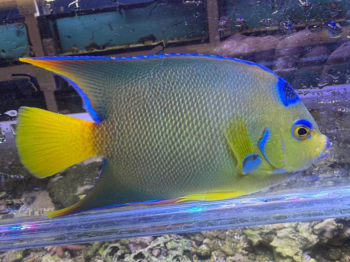 Townsend Angelfish