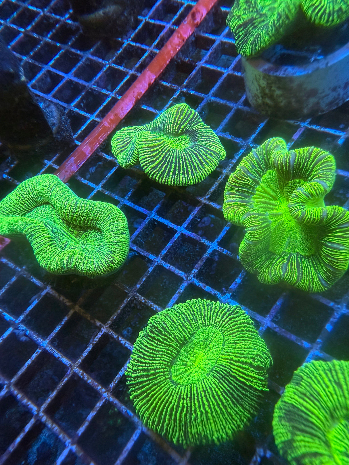 Green Trachyphyllia