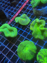 Green Trachyphyllia