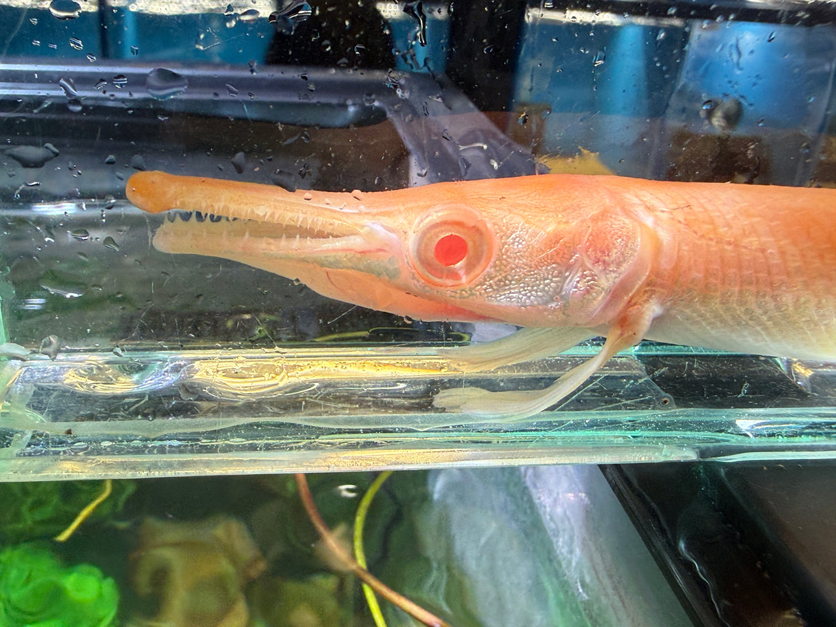 Albino alligator gar