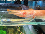 Albino alligator gar