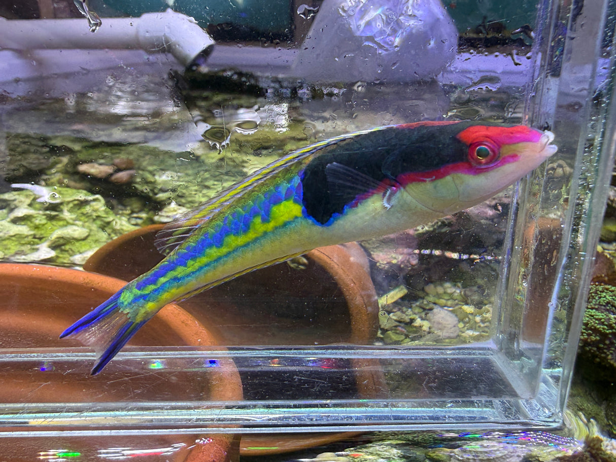Royal Pencil wrasse