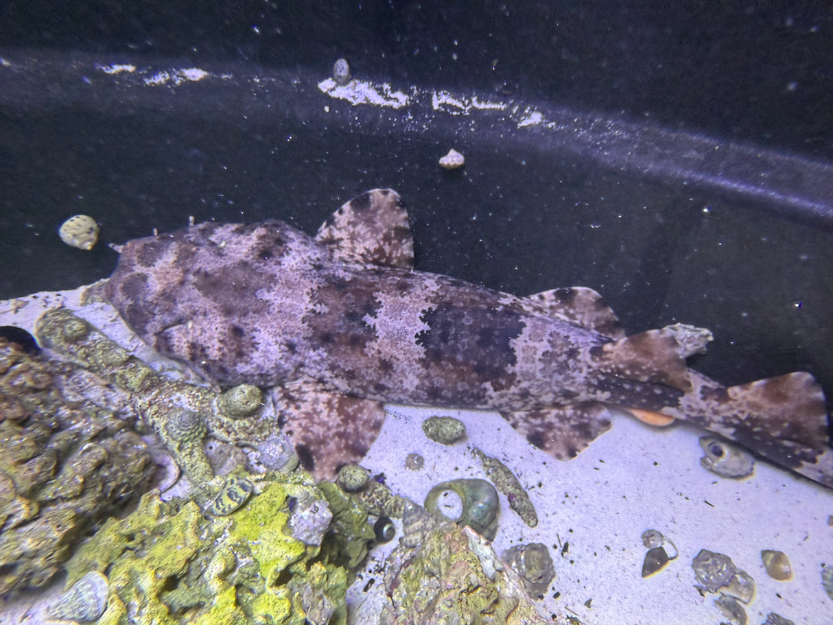 XLG Spotted Male Wobbegong shark (Pick up only)