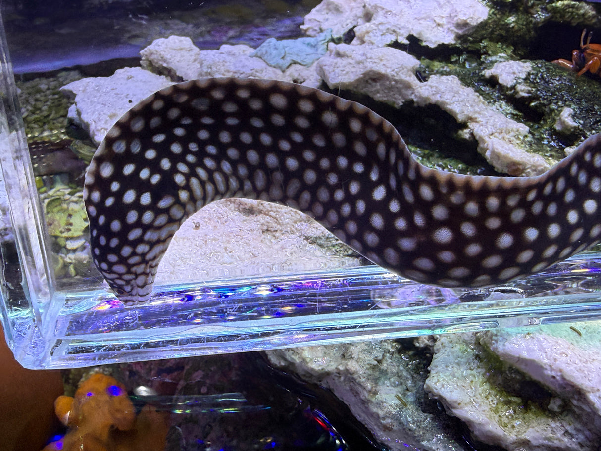Small African dragon eel 12in