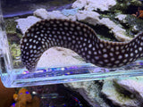 Small African dragon eel 12in